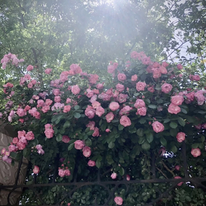 被三个男人躁爽白浆
